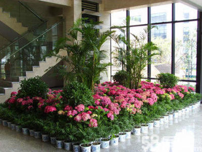 重慶綠植租擺服務(wù) 一站式解決方案，輕松打造活力辦公空間