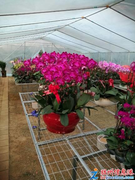 三里河春日花卉盛宴 精品綠植多肉特惠，果樹苗木煥新家園